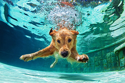 Pets that Swim